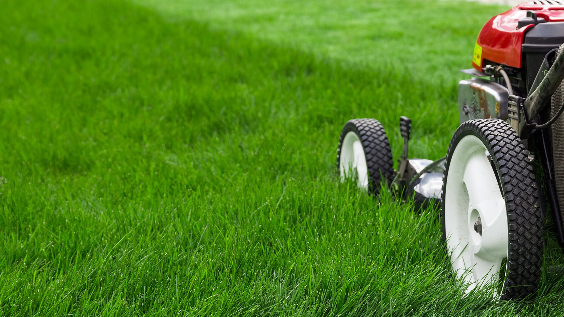 Lawn mower mowing green grass